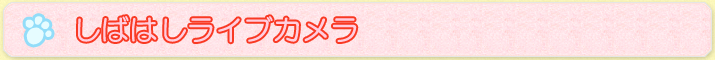 しばはしライブカメラ